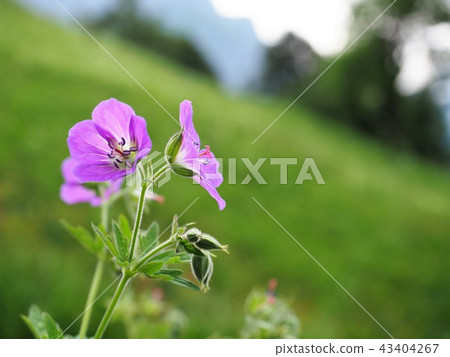 歐洲阿爾卑斯山的夏天114 43404267