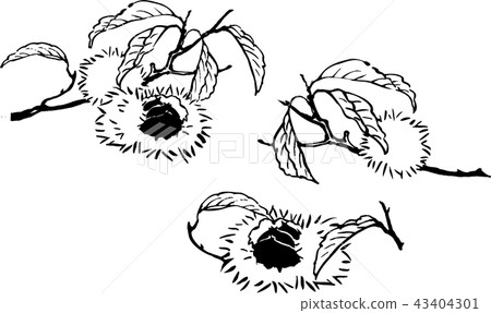 Chestnut  43404301