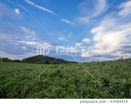[Izu Peninsula] Summer Izuyama Ridge Sidewalk [Around the promenade and Mt. Daruma] 43404410