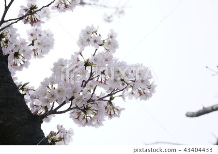 櫻桃樹， 43404433