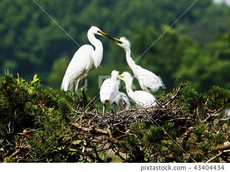 白鷺家庭， 43404434