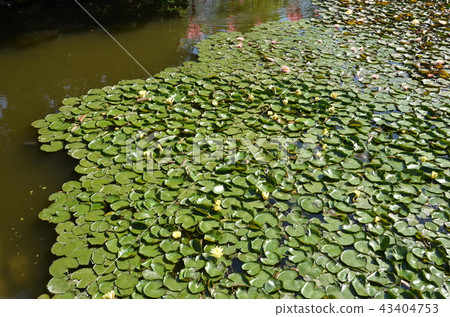 Kochi Kochi 43404753