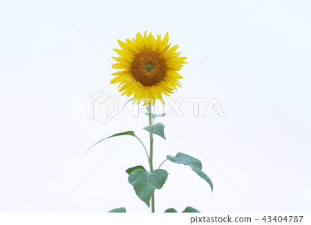 Sunflower flower 43404787