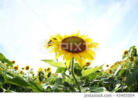 Sunflower field 43405004