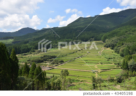 Sakamoto Rice terrace 43405198