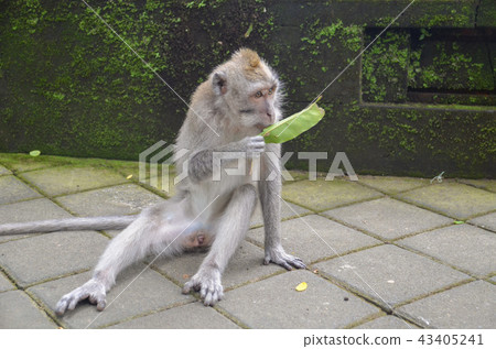 食蟹猴 食蟹猴 43405241