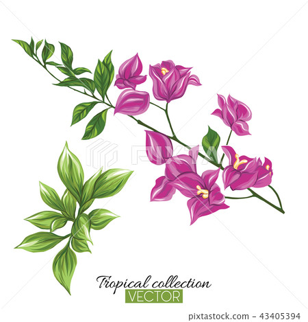 Beautiful hand drawn botanical vector illustration with bougainv 43405394