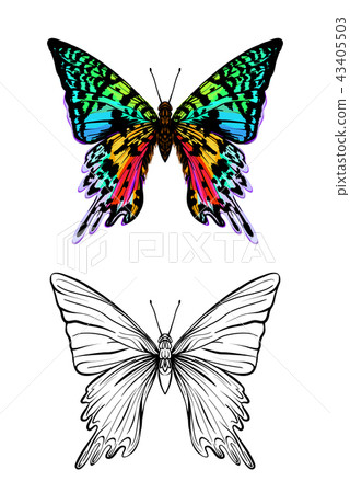 Set of color and outline images of a butterfly. Set of color and outline images of a butterfly. 43405503