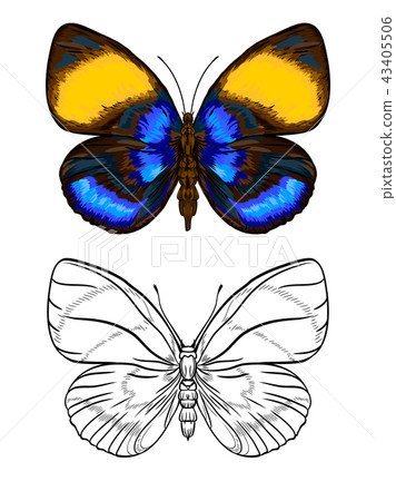Set of color and outline images of a butterfly. Set of color and outline images of a butterfly. 43405506