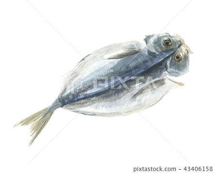Dried mackerel 43406158
