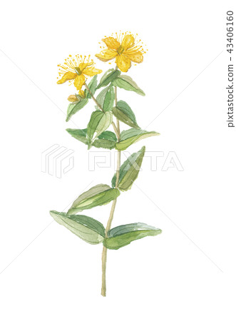 Otokirisou brocade 43406160