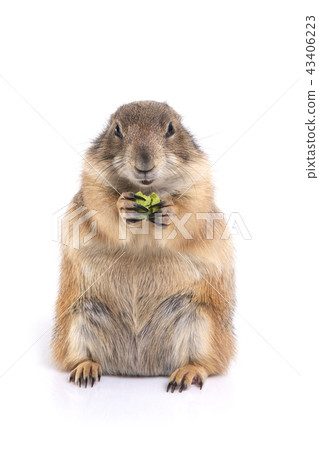 Prairie dog holding green snack in hands. Prairie dog holding green snack in hands. 43406223