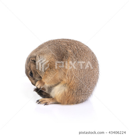 Side view of  prairie dog sitting like ball. 43406224