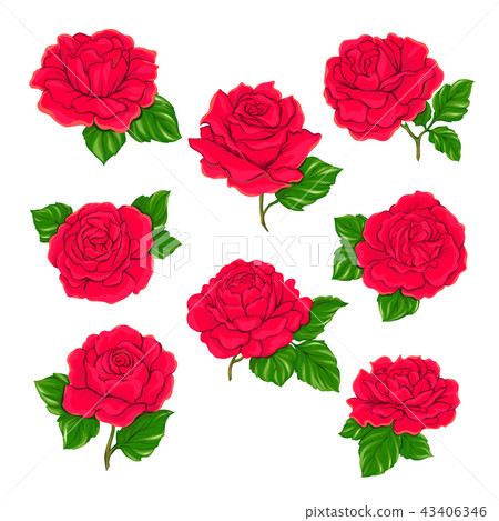 Red roses set isolated on white background. Red roses set isolated on white background. 43406346
