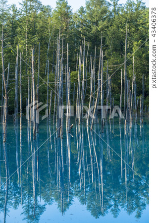 美瑛鉑金的藍色池塘 43406378