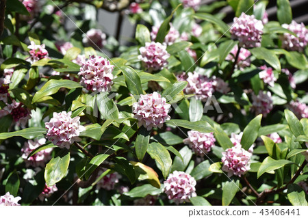 Jingzhou (sinking flower) 43406441