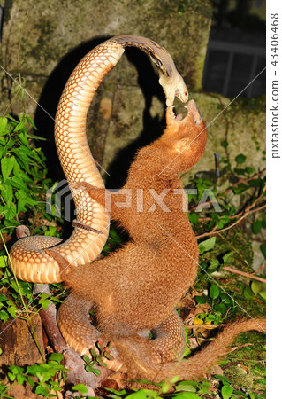 樞紐和貓鼬 43406468