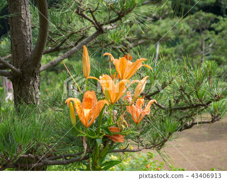 [伊豆半島地質公園]蝎子百合在岸上盛開[Dogashima，夏天] 43406913