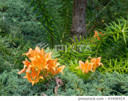 [伊豆半島地質公園]蝎子百合在岸上盛開[Dogashima，夏天] 43406914