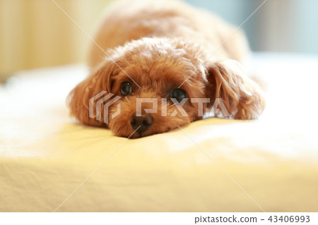 玩具貴賓犬 43406993
