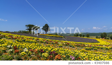 Hill town · Biei's flower garden 43407086