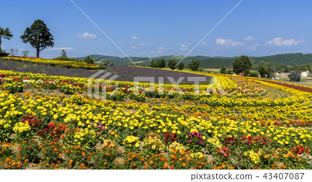 Hill town · Biei's flower garden 43407087