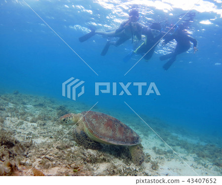 Amami Oshima sea turtle and swimming Amami Oshima sea turtle and swimming 43407652