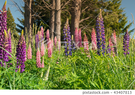 Lupin flower full bloom condition 43407813