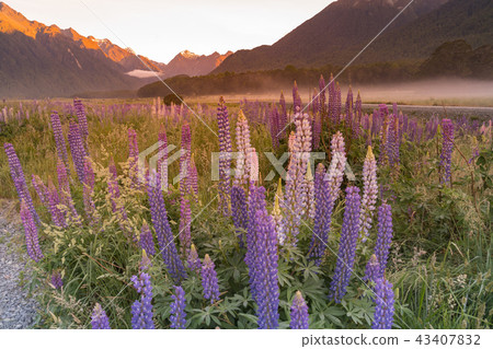 Full bloom purple lupine flower  43407832