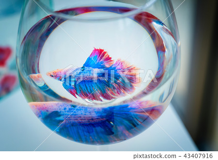 Betta Siamese fighting fish, splendens Pla-kad 43407916