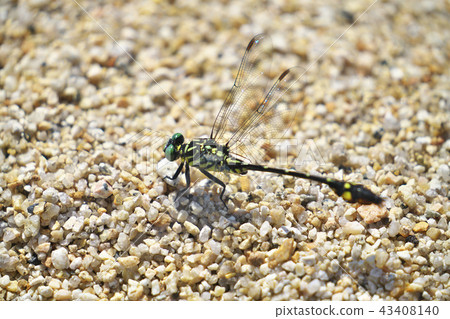 Oosa Kasanae 43408140