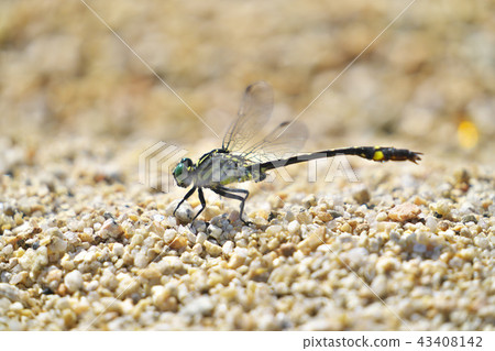 Oosa Kasanae Oosa Kasanae 43408142