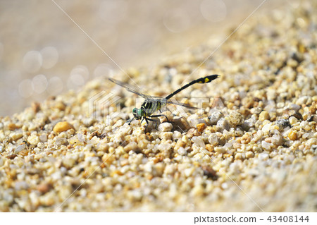 Oosa Kasanae 43408144