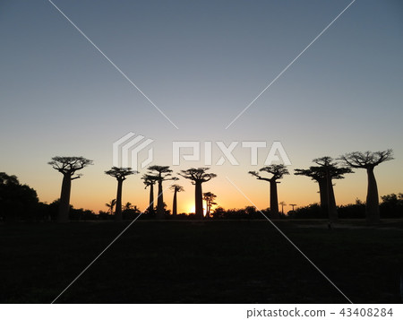 馬達加斯加 43408284