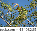 馬達加斯加猴麵包樹花 43408285