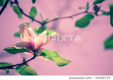 Blossoming magnolia flowers. Springtime. Blossoming magnolia flowers. Springtime. 43408729