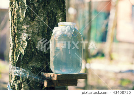 Production of birch sap in glass jar in the forest Production of birch sap in glass jar in the forest 43408730