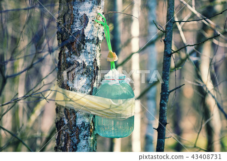 Production of birch sap in glass jar in the forest Production of birch sap in glass jar in the forest 43408731