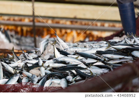 Landing of mackerel-Boundary fishing port- 43408952