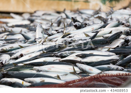 Landing of mackerel-Boundary fishing port- 43408953