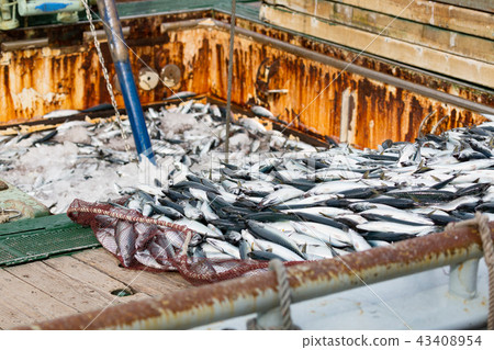 Landing of mackerel-Boundary fishing port- 43408954