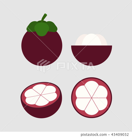 vector illustration of mangosteen set vector illustration of mangosteen set 43409032