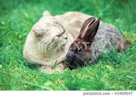 White cat and rabbit sitting together on the grass 43409047