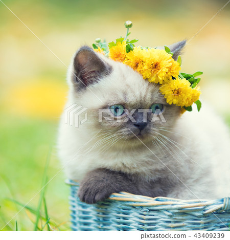 Little kitten, crowned with flower wreath Little kitten, crowned with flower wreath 43409239