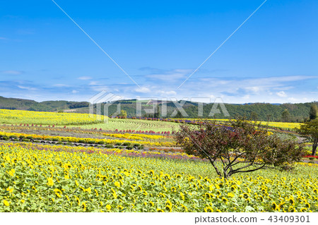 Northern Earth and Flower Fields Northern Earth and Flower Fields 43409301