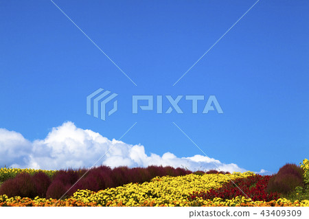 Blue sky and flower garden Blue sky and flower garden 43409309