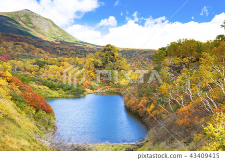Taisetsu Kogen swamp autumn leaves 43409415