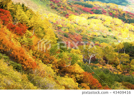 Taisetsu Kogen swamp autumn leaves 43409416