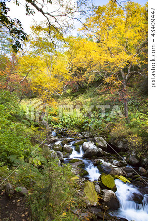 Taisetsu Kogen swamp autumn leaves Taisetsu Kogen swamp autumn leaves 43409442