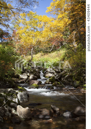 Taisetsu Kogen swamp autumn leaves Taisetsu Kogen swamp autumn leaves 43409444